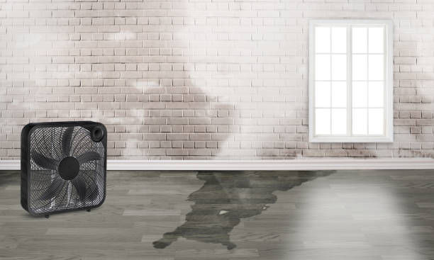 Best Fire Damage Restoration  in Capac, MI